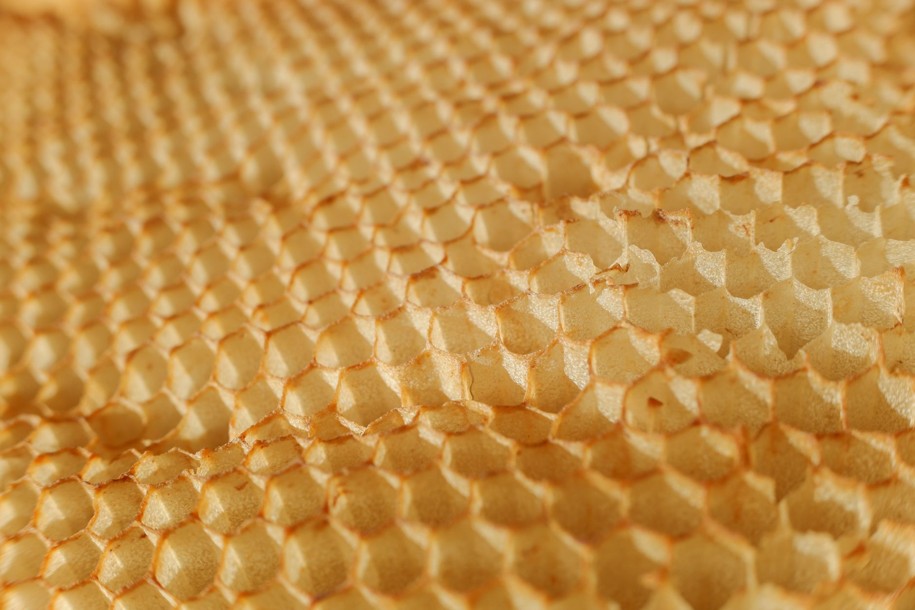 Wabe aus Bienenwachs in Nahaufnahme