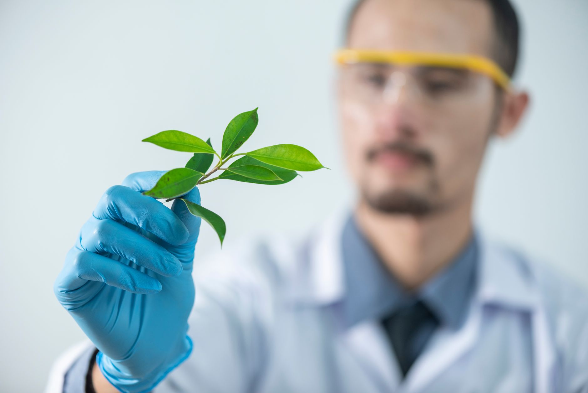 KSM-66 oder Sensoril: 5 % gegen 10 % Withanolide