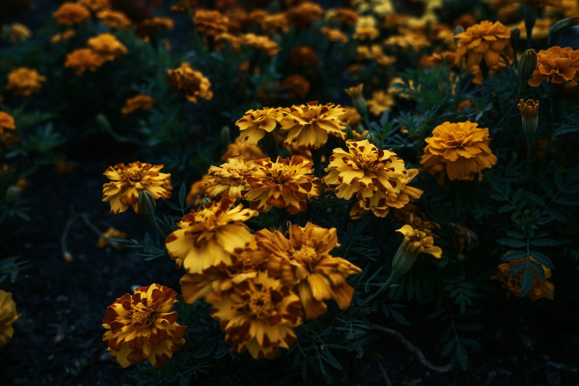 Blühende Tagetes-erecta-Pflanzen mit orangefarbenen Blüten