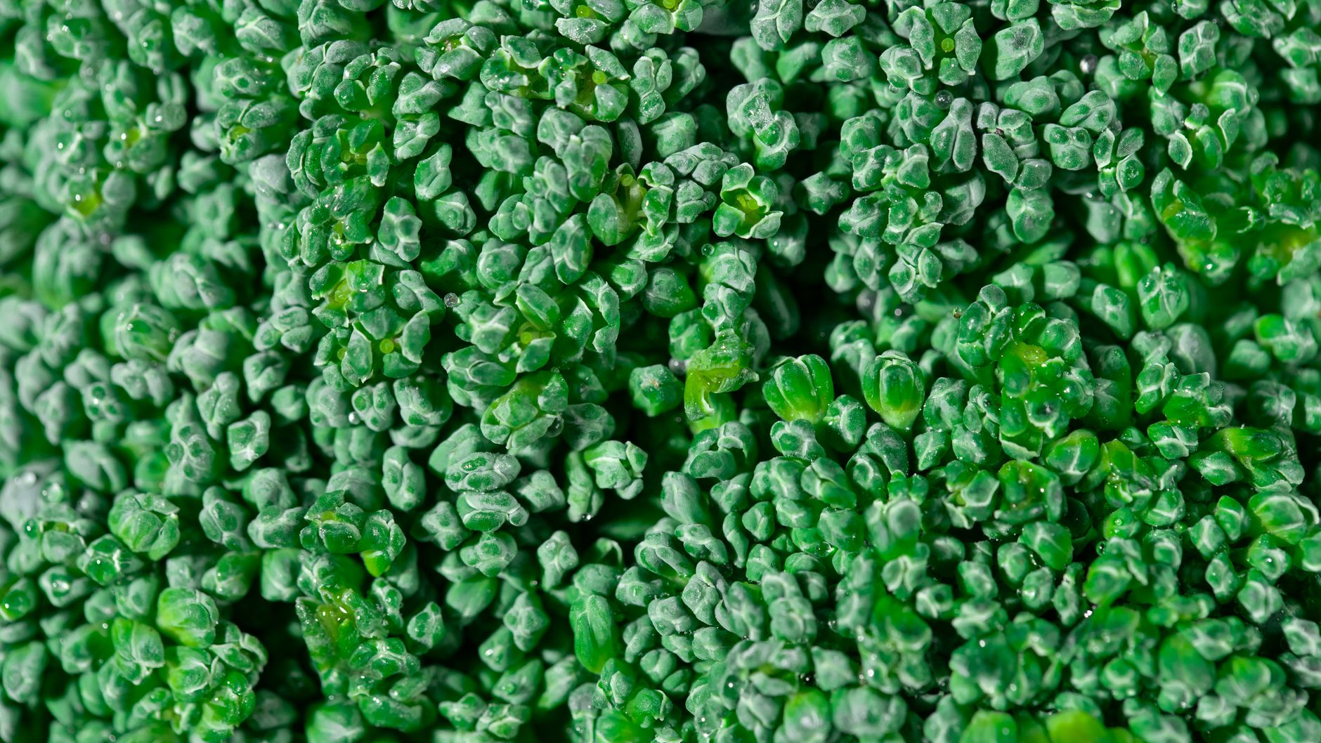 Primo piano di cimette di broccolo verdi e fresche