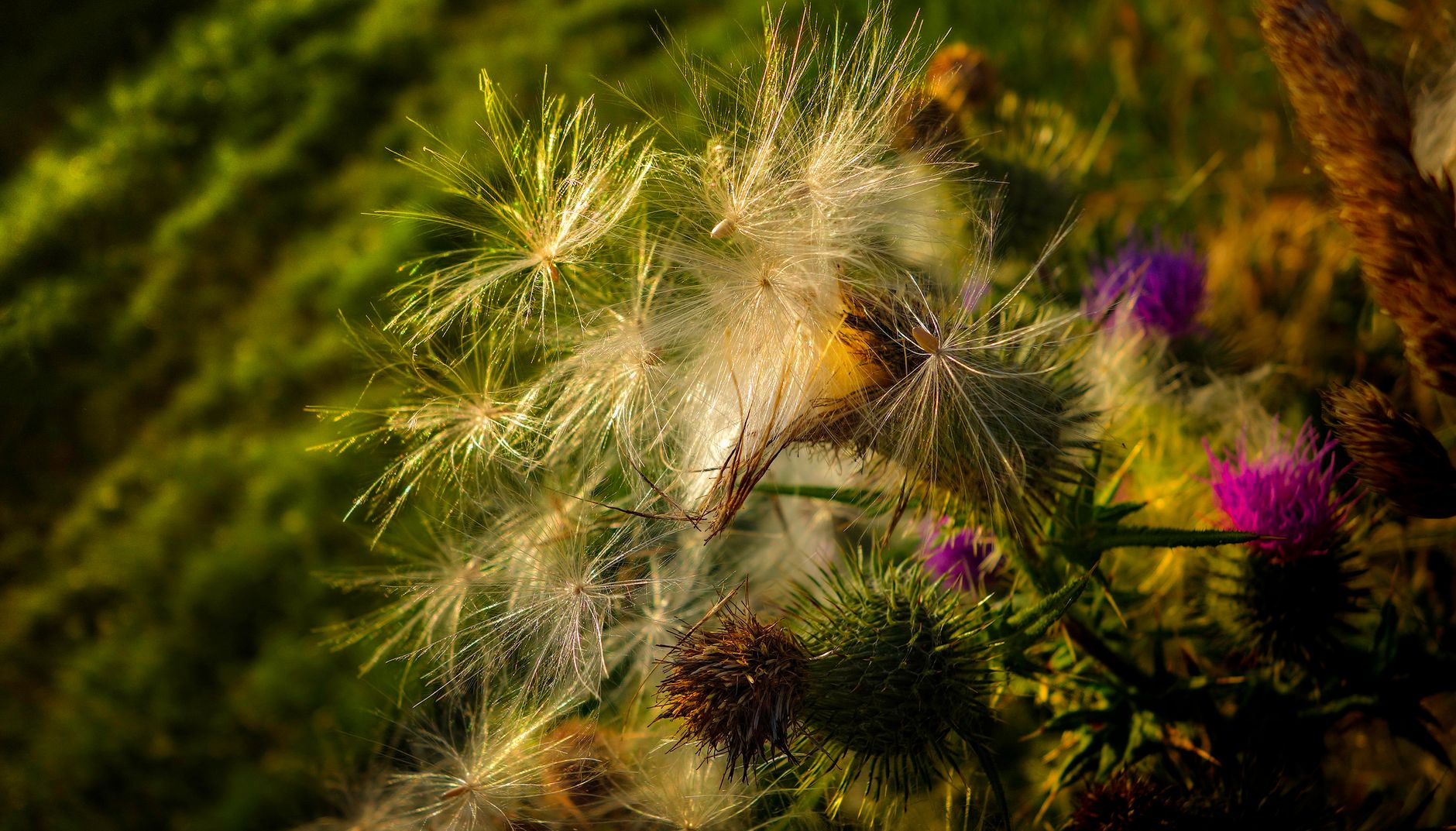 Mariendistelblüten mit ausgereiften Flugschirmen im Gegenlicht
