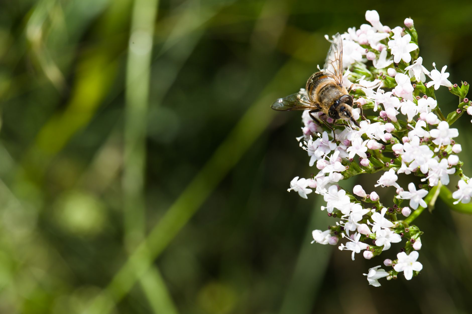 Weiße Baldrianblüten (Valeriana officinalis) mit einer Schwebfliege auf einer Wiese