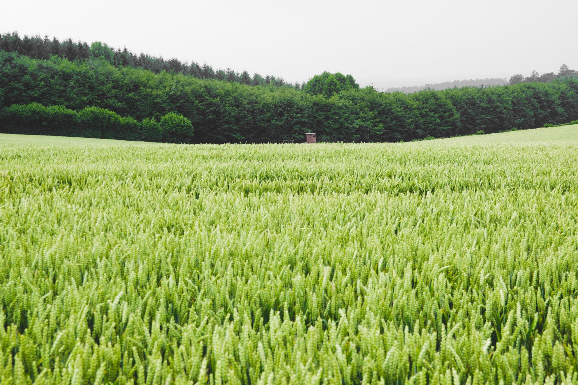 Sélénium : 55, 60 ou 70 µg par jour ?