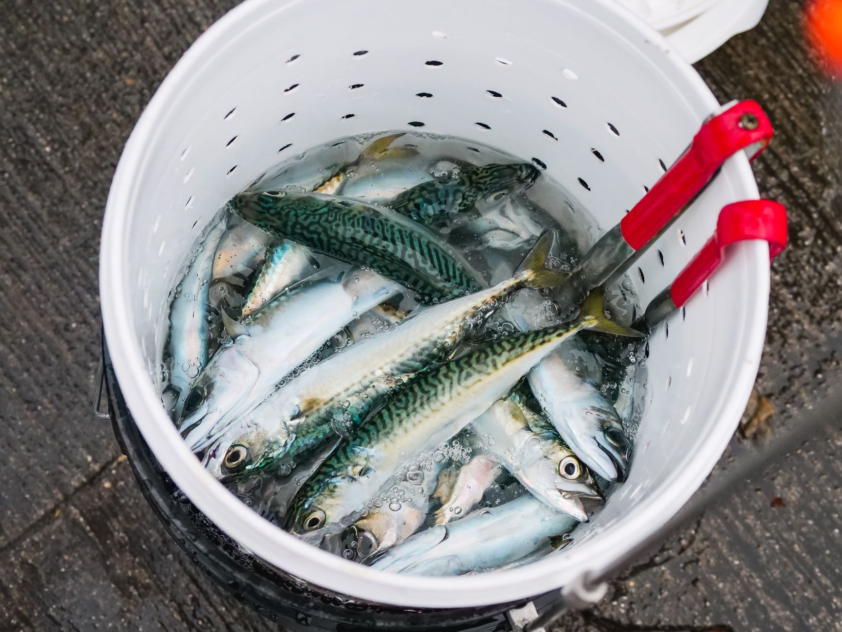 Freshly caught mackerel in a bucket of water