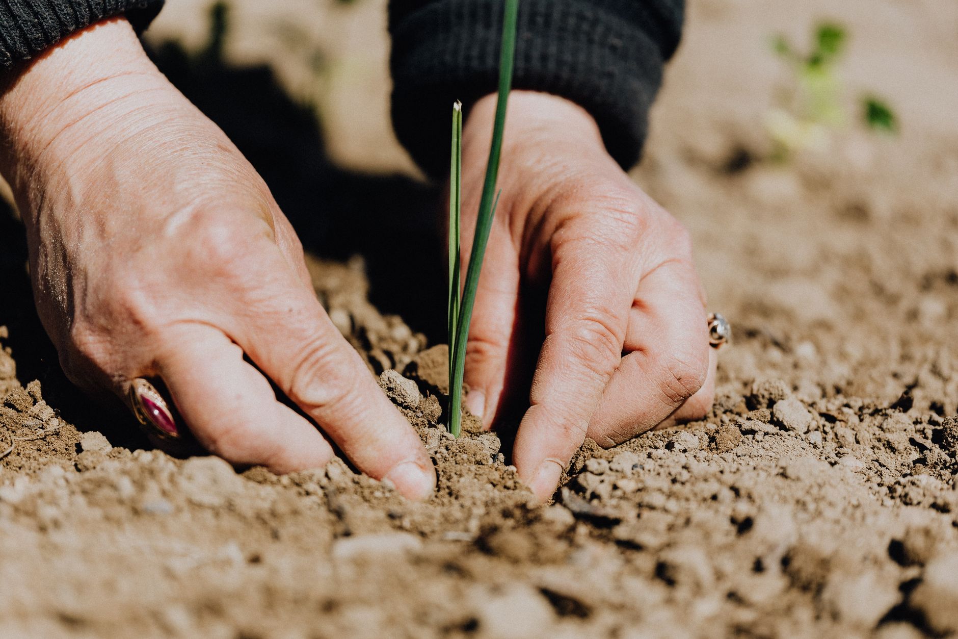 Selenium on a vegan diet: plant sources