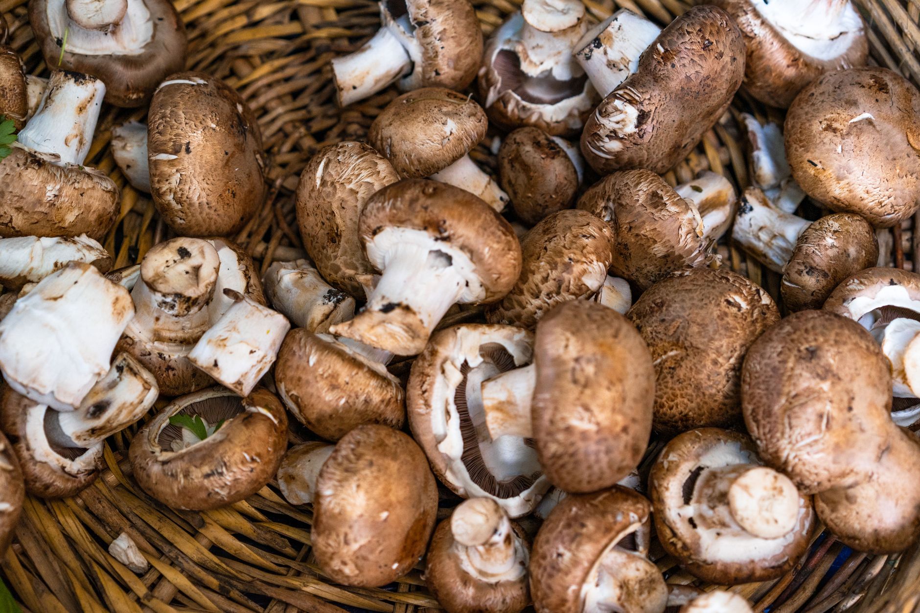 Braune Champignons in einem Weidenkorb