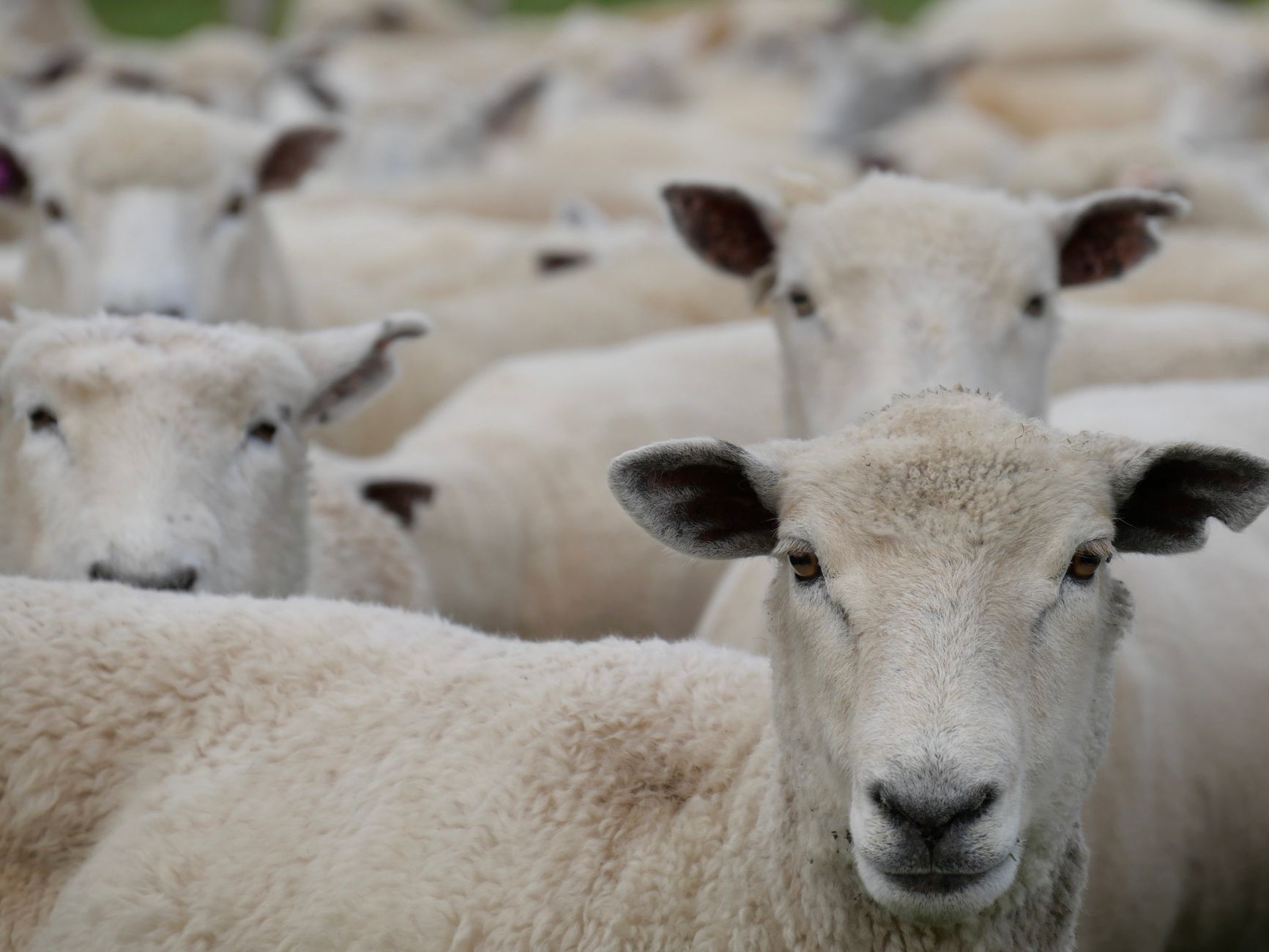 Eine Herde weißer Schafe mit dichtem Vlies, zwei Tiere blicken direkt in die Kamera.