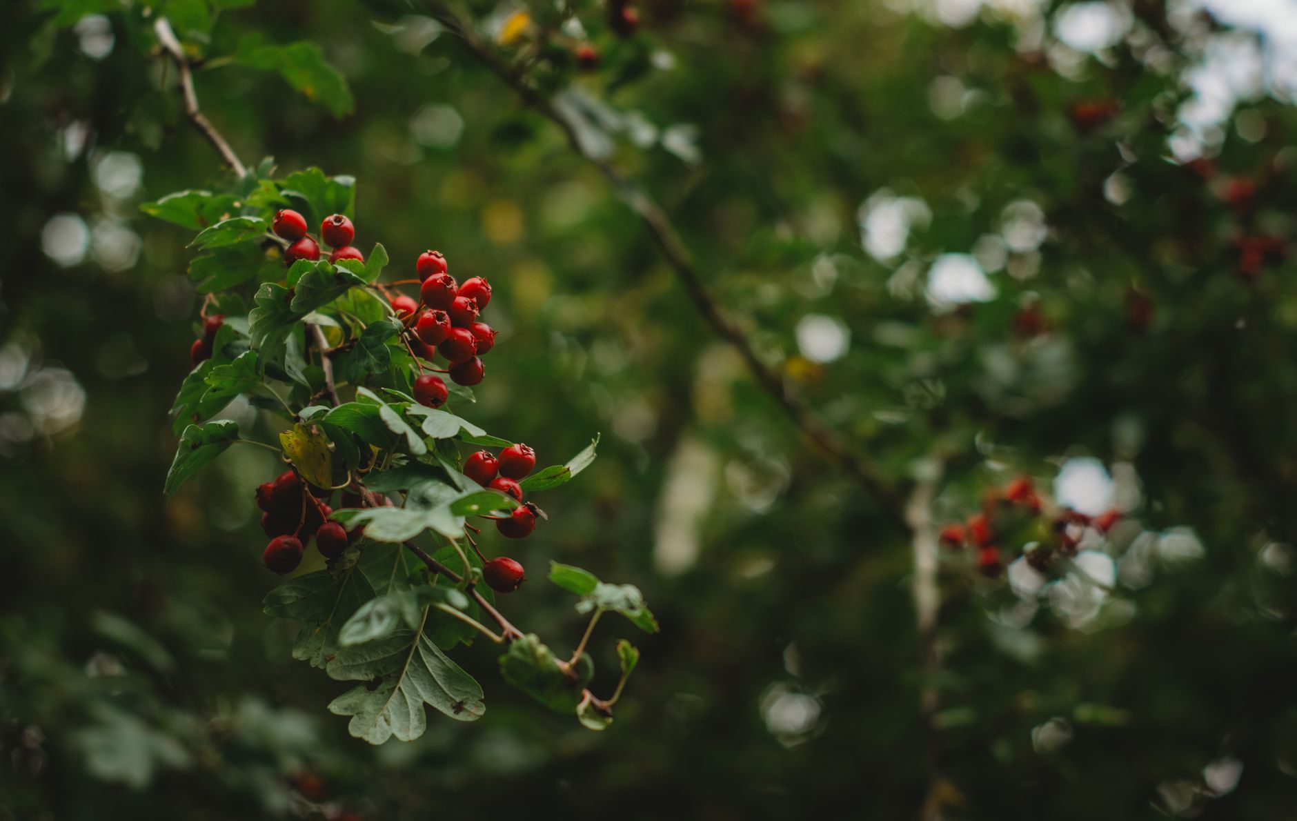 Rote Weißdornbeeren an einem Zweig zwischen grünen Blättern
