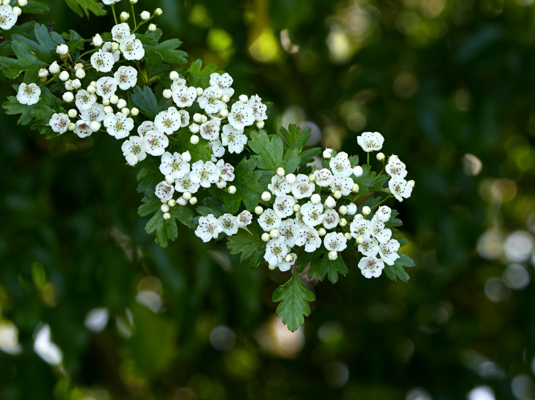 Weißdornzweig mit weißen Blüten und tief eingeschnittenen Blättern