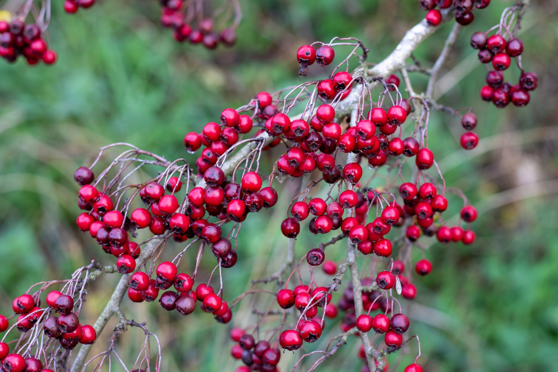 Reife rote Weißdornfrüchte an einem Zweig im Herbst