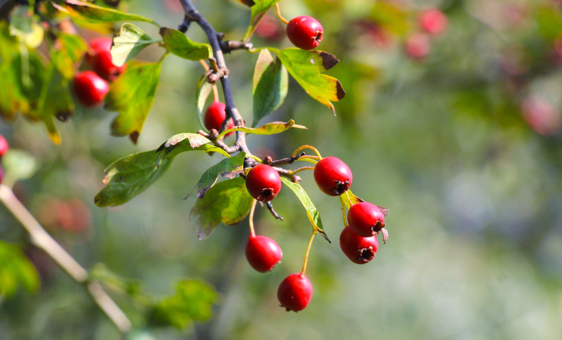 Weißdornbeeren an einem Zweig